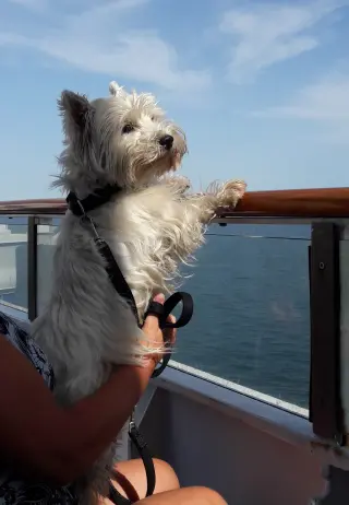 Un pequeño perro blanco en la cubierta de un ferry, disfrutando de las vistas al mar mientras es sostenido por su dueño